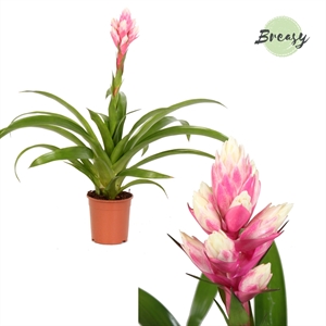 Гузмания Рокифловер розовая 48/12 (Nieuwkoop Europe) 42226