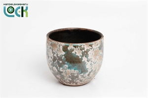 Гузмания Суерте 48/12 (Nieuwkoop Europe) 42232