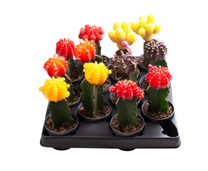 Гимнокалициум Михановича микс 15/6 (Nieuwkoop Europe) 42238