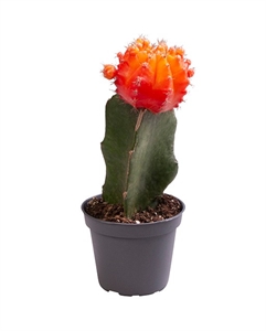 Гимнокалициум Михановича оранжевый 15/6 (Nieuwkoop Europe) 42239