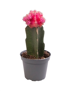 Гимнокалициум Михановича розовый 15/6 (Nieuwkoop Europe) 42244