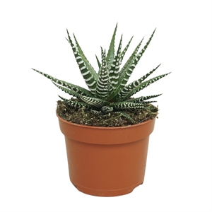 Хавортия полосатая "Big Band" 16/10 (Nieuwkoop Europe) 42254