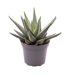 Хавортия полосатая "Concolor" 10/6 (Nieuwkoop Europe) 42256