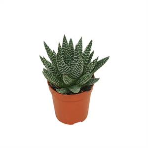 Хавортия "Royal Albert" 8/5 (Nieuwkoop Europe) 42264