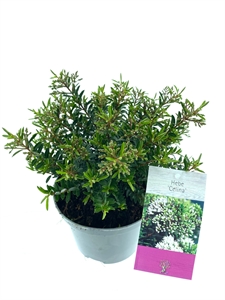 Хебе Celina 25/17 (Nieuwkoop Europe) 42267