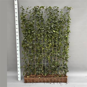 Плющ ирландский 200/15 (Nieuwkoop Europe) 42274