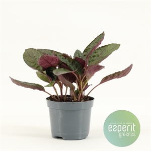 Хемиграфис "Red flame" 15/8 (Nieuwkoop Europe) 42278