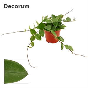 Хойя 12/9 (Nieuwkoop Europe) 42295