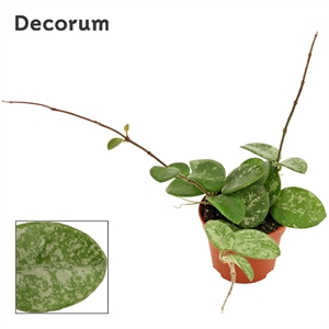 Хойя Матильда 7/6 (Nieuwkoop Europe) 42297