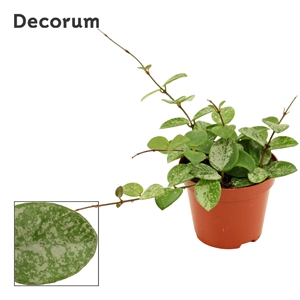 Хойя Матильда 12/9 (Nieuwkoop Europe) 42298