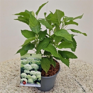 Гортензия древовидная "Annabelle" 30/17 (Nieuwkoop Europe) 42303