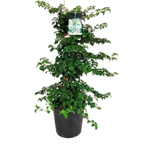 Гортензия черешковая 160/40 (Nieuwkoop Europe) 42309