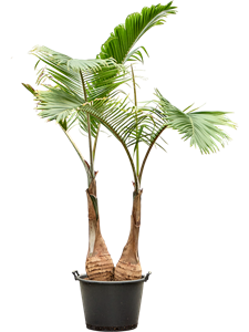 Хиофорбе бутылочноствольная 300/60 (Nieuwkoop Europe) 42314