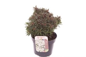 Иберис вечнозелёный "Fischbeck" белый 25/13 (Nieuwkoop Europe) 42326