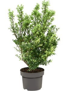 Падуб городчатый (остролист) "Dark Green" 60/23 (Nieuwkoop Europe) 42333