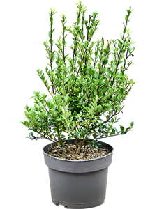 Падуб городчатый (остролист) "Dark Green" 50/19 (Nieuwkoop Europe) 42334