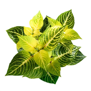 Ирезина Гербстии "gold star" 25/13 (Nieuwkoop Europe) 42342