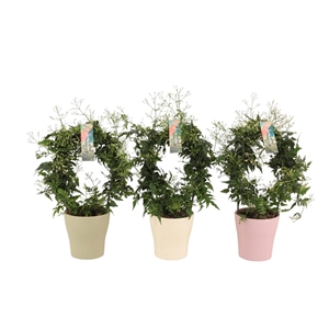 Жасмин многоцветковый 40/13 (Nieuwkoop Europe) 42350