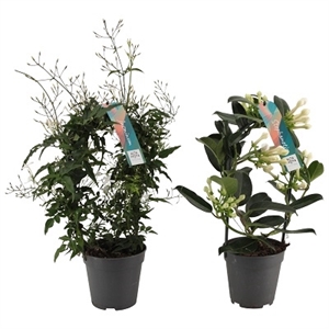 Жасмин Стефанотис микс 40/12 (Nieuwkoop Europe) 42351