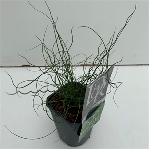 Ситник развесистый "Spiralis" 25/13 (Nieuwkoop Europe) 42355