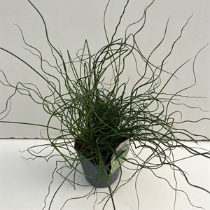 Ситник развесистый "Spiralis" 30/17 (Nieuwkoop Europe) 42356