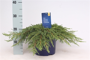 Можжевельник обыкновенный "Green Carpet" 40/23 (Nieuwkoop Europe) 42364