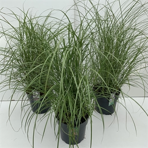 Мискантус "Kleine Silberspinne" 5/29 (Nieuwkoop Europe) 42487