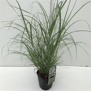 Мискантус китайский "Flamingo" 30/17 (Nieuwkoop Europe) 42493
