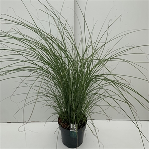 Мискантус китайский "Gracillimus" 70/29 (Nieuwkoop Europe) 42497