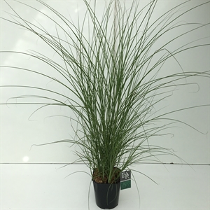 Мискантус китайский "Gracillimus" 70/23 (Nieuwkoop Europe) 42498