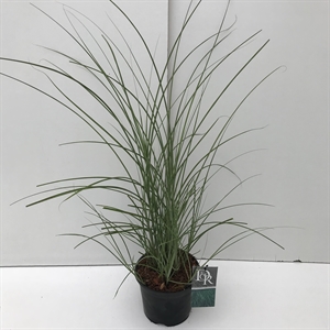 Мискантус китайский "Gracillimus" 30/19 (Nieuwkoop Europe) 42499
