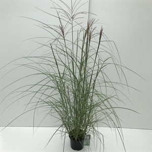 Мискантус китайский "Kleine Silberspinne" 50/19 (Nieuwkoop Europe) 42501