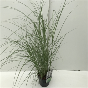 Мискантус китайский "Kleine Silberspinne" 30/17 (Nieuwkoop Europe) 42503