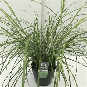 Мискантус китайский "Little Zebra" 50/23 (Nieuwkoop Europe) 42505