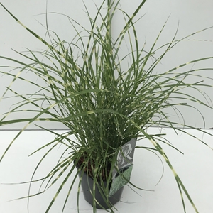 Мискантус китайский "Little Zebra" 30/17 (Nieuwkoop Europe) 42506