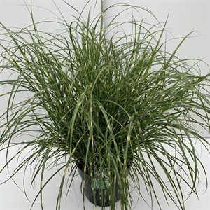 Мискантус китайский "Little Zebra" 60/29 (Nieuwkoop Europe) 42507