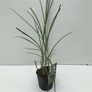 Мискантус китайский "Malepartus" 30/17 (Nieuwkoop Europe) 42508
