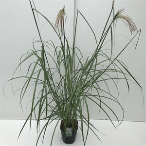 Мискантус китайский "Malepartus" 70/23 (Nieuwkoop Europe) 42509