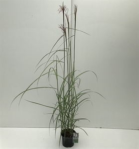 Мискантус китайский "Malepartus" 50/19 (Nieuwkoop Europe) 42511