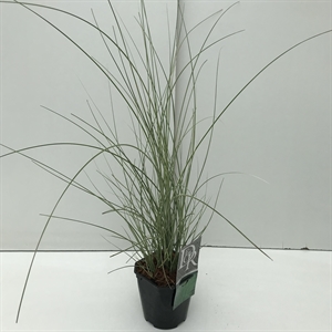 Мискантус китайский "Morning Light" 30/17 (Nieuwkoop Europe) 42512