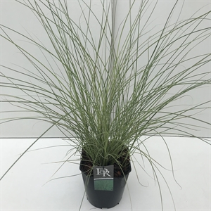 Мискантус китайский "Morning Light" 70/23 (Nieuwkoop Europe) 42513