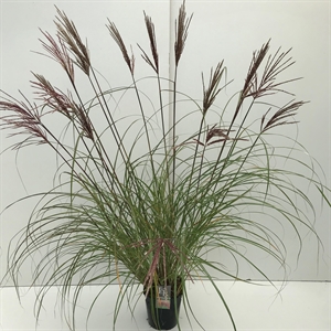 Мискантус китайский "Red Chief" 70/23 (Nieuwkoop Europe) 42514