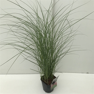 Мискантус китайский "Red Chief" 30/17 (Nieuwkoop Europe) 42515