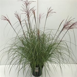 Мискантус китайский "Red Chief" 50/29 (Nieuwkoop Europe) 42516