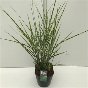 Мискантус китайский "Strictus" 70/23 (Nieuwkoop Europe) 42517