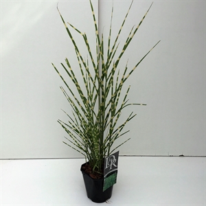 Мискантус китайский "Strictus" 30/17 (Nieuwkoop Europe) 42518