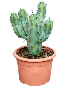Миртиллокактус геометрический 50-60cm (Nieuwkoop Europe) 42547