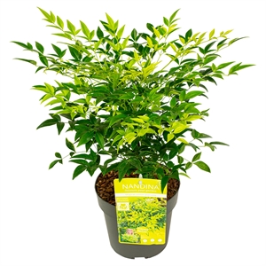 Нандина домашняя "magical lemon and lime" 40/19 (Nieuwkoop Europe) 42557