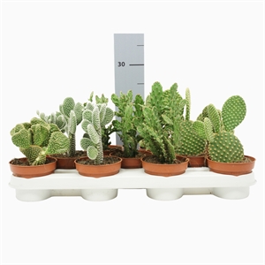 Опунция микс 30/10 (Nieuwkoop Europe) 42599