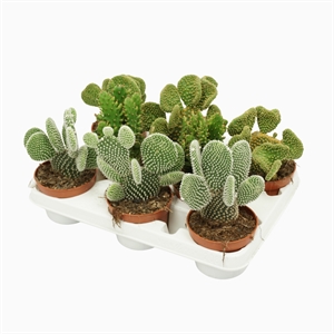 Опунция микс 30/10 (Nieuwkoop Europe) 42600